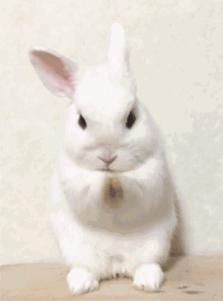 小可爱兔子