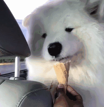 狗狗吃冰激凌