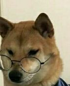 柴犬带眼镜