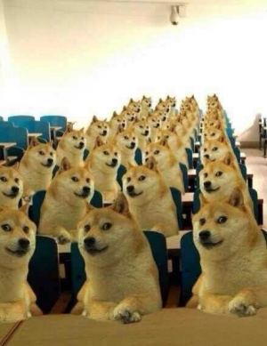 一班级的doge在上课