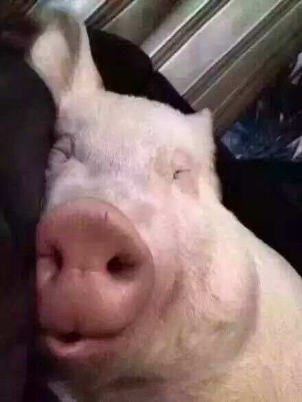 猪猪睡了