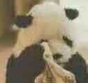 熊猫擦泪