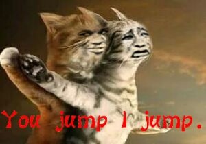 You jump i jump（泰坦尼克号小猫恶搞版）