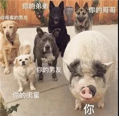 猪猪家庭