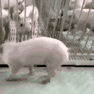 猪猪跳舞