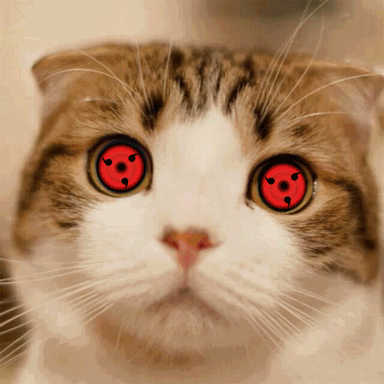 萌萌哒小猫（红色眼睛 - 动图）