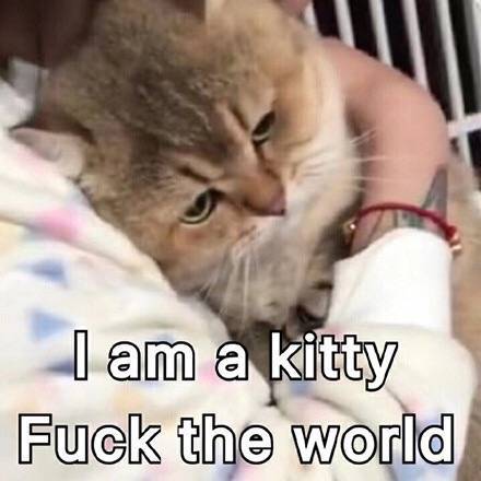 i am a kitty fuck the world