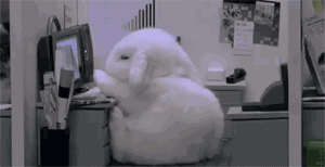 兔子玩电脑