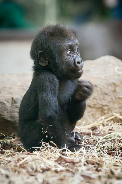 小黑猩猩