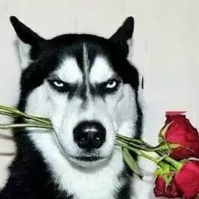 柴犬送玫瑰