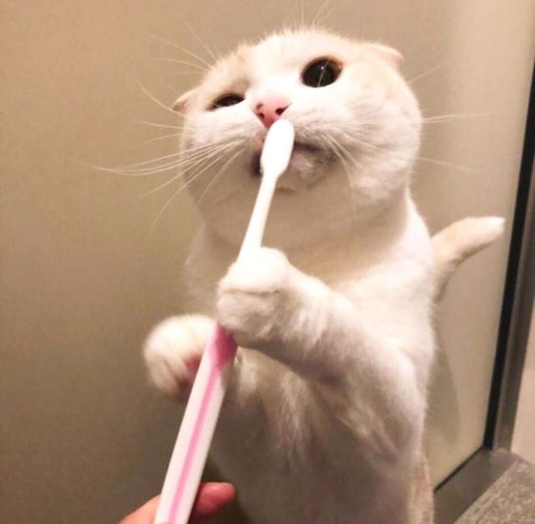 刷牙小猫