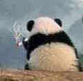熊猫一个人抽烟（背景）