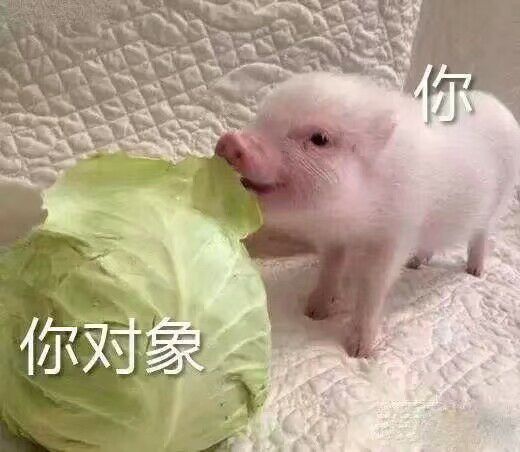 猪吃包菜