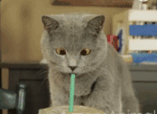 小猫喝饮料