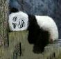熊猫人趴在树墩上睡觉（好累呀）