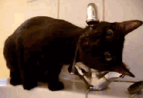 猫星人舔水