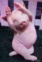 小猪猪跳舞