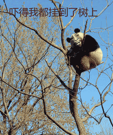 熊猫人：吓得我都挂到了树上