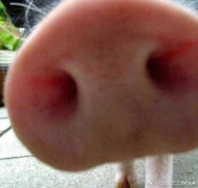 猪鼻子！（可爱）