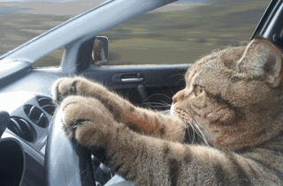 小猫开车车！