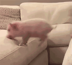 可爱小猪跳沙发