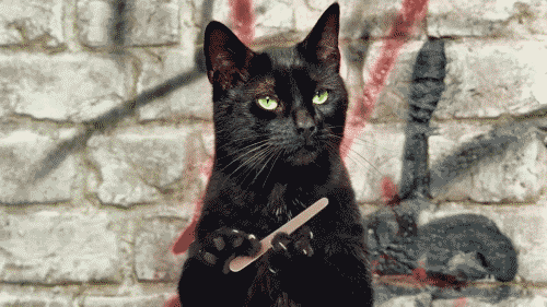 小黑猫磨爪子