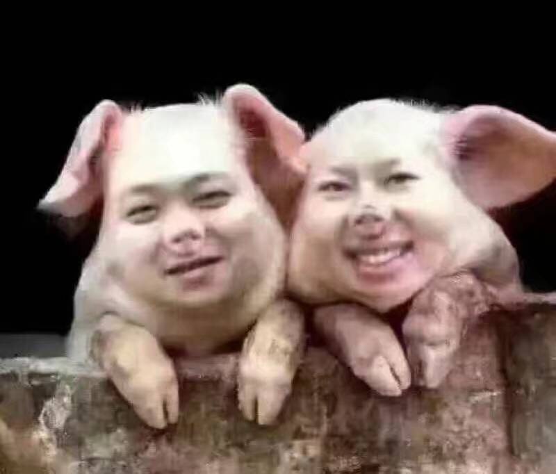 猪猪笑了