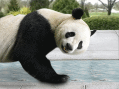 熊猫做俯卧撑！