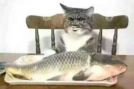 TNA教皇小猫吃鱼