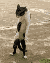 猫猫人形走路