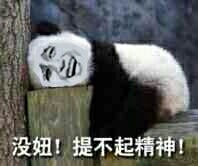 金馆长版熊猫睡在凳子上：没妞！提不起精神