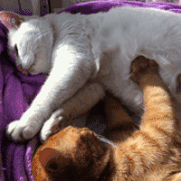两只小猫睡觉