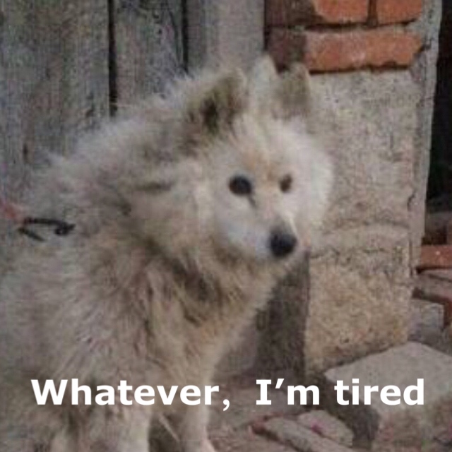 whatever, I'm tired（狗子）