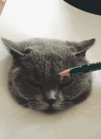 猫咪在线素描 - 非常逼真的手绘素描作品
