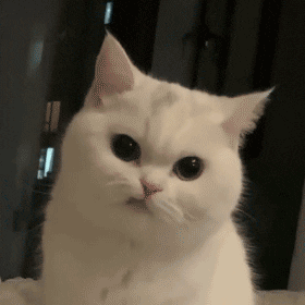 撇嘴猫猫GIF 动态表情包 - 撇嘴猫表情包