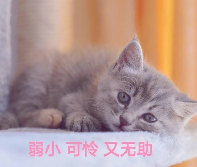 萌萌哒猫星人表情包