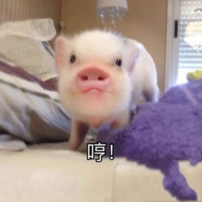 一组猪猪的可爱表情包