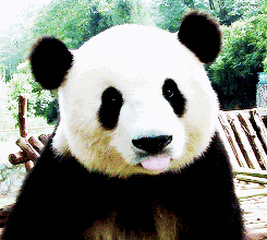 熊猫表情包手机壁纸图片
