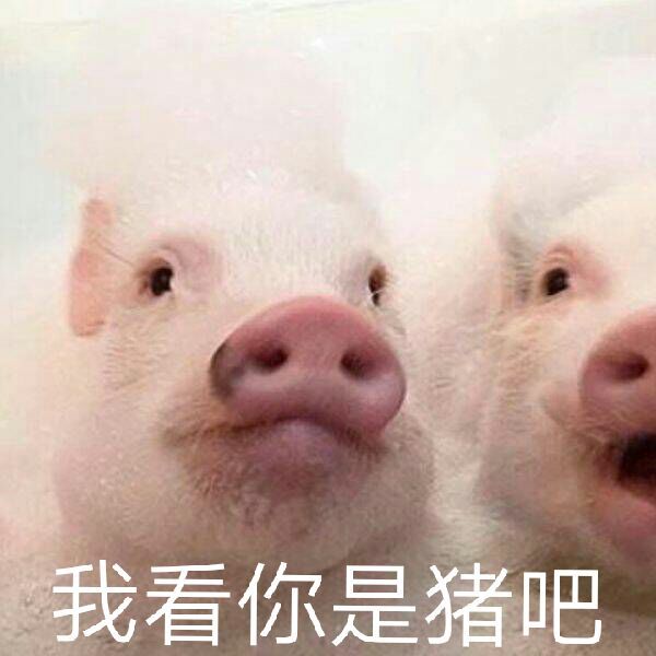 猪的表情包套路聊天图片