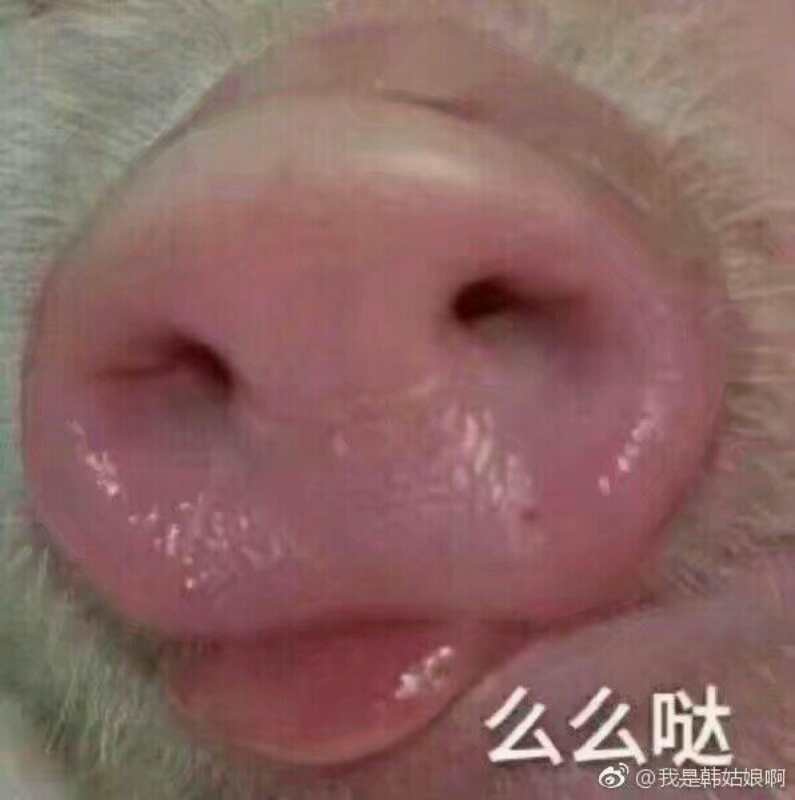 可爱的猪鼻子颜文字图片