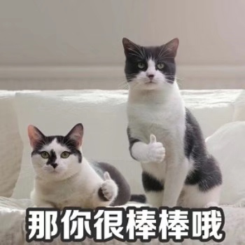 猫竖大拇指表情包图片